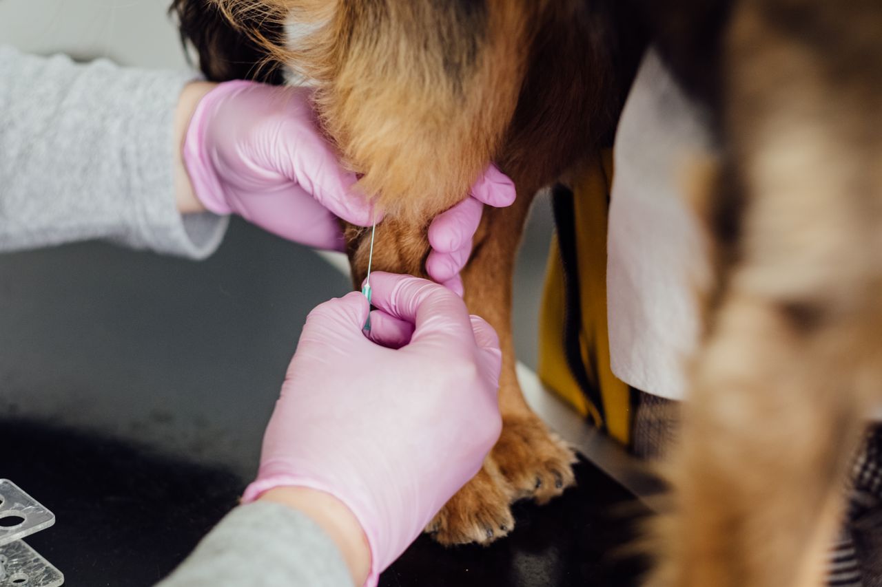 Puppy Vaccination Schedule: A Complete Guide for New Puppy Owners