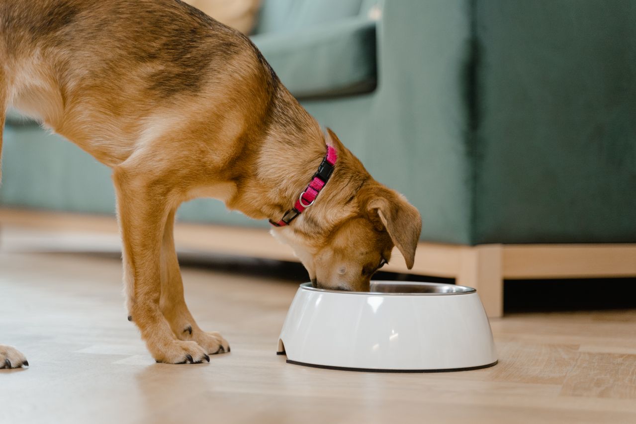 What Can I Feed My Puppy Instead of Dog Food? Safe and Healthy Alternatives