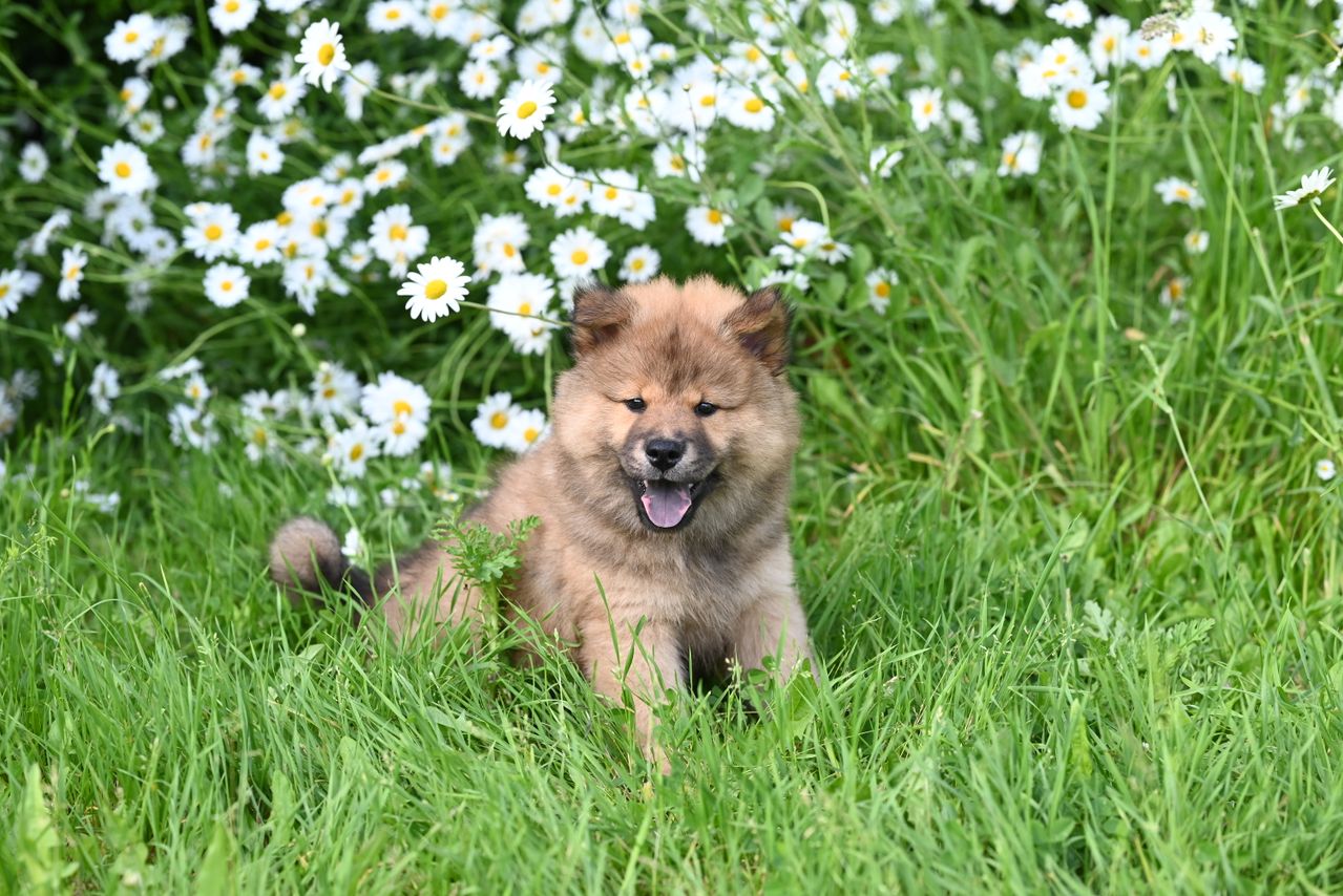 How to Increase Puppy Weight With the Right Diet