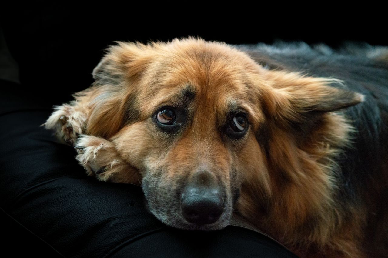 Dog Separation Anxiety: How to Help Your Pet Feel Safe Alone